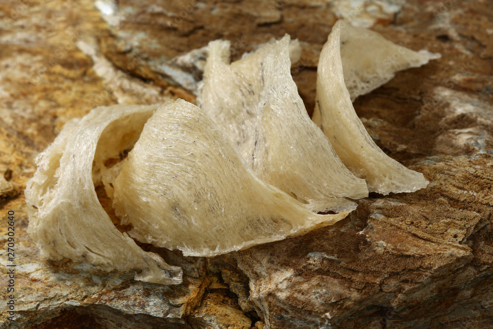 The nest of EdibleNest Swiftlet, raw edible bird's nest materials for