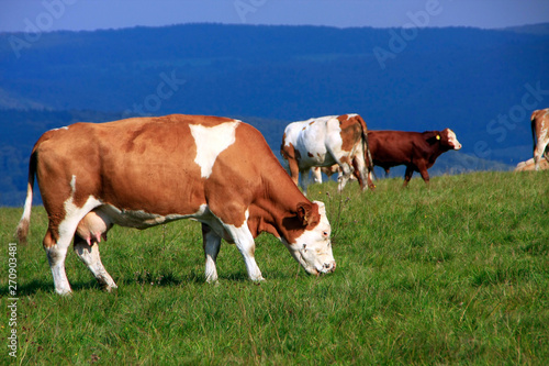 Simmental cattle herd on the pasture, Germany photo