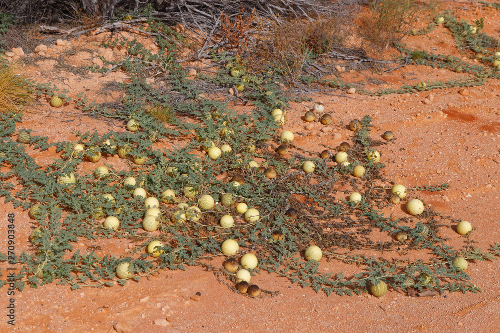 Obraz premium Koloquinte