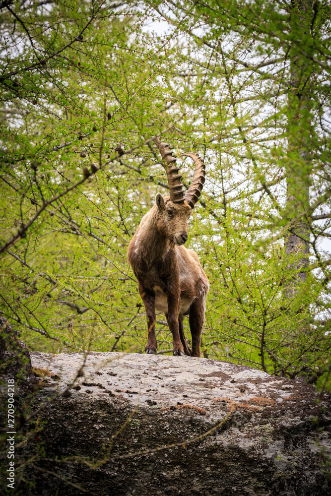 stambecco nel parco nazionale del Gran Paradiso stambecco nel parco nazionale del Gran Paradiso