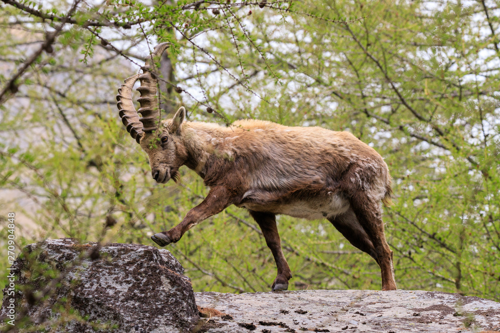 stambecco nel parco nazionale del Gran Paradiso stambecco nel parco nazionale del Gran Paradiso