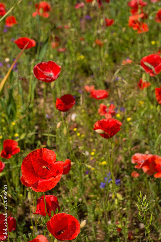 Wild red poppies growing in a fallow field in north east Italy.