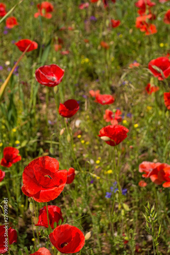 Wild red poppies growing in a fallow field in north east Italy.