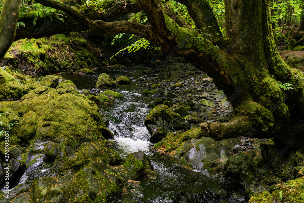 trees, lakes and streams in Tollymore Forest Park trees, lakes and streams in Tollymore Forest Park