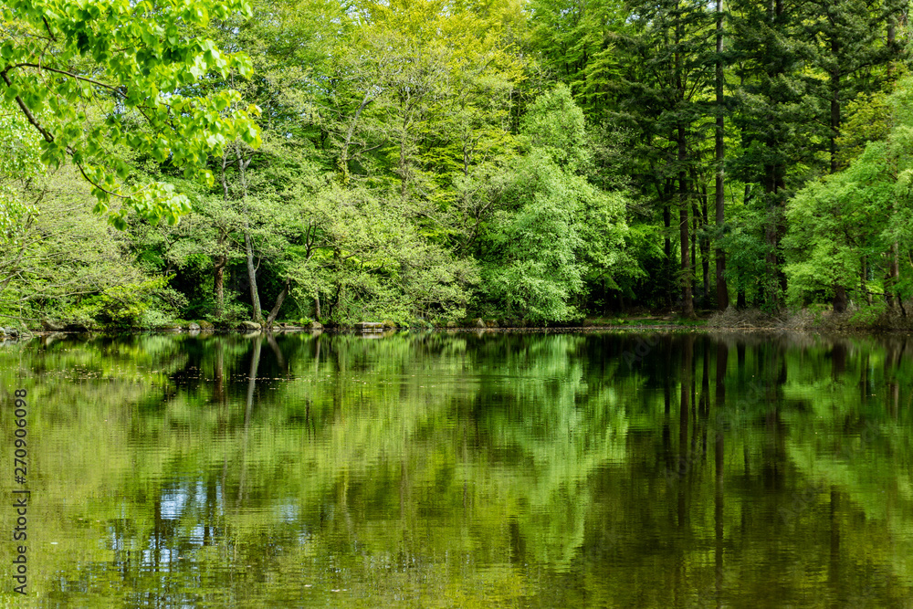 trees, lakes and streams in Tollymore Forest Park trees, lakes and streams in Tollymore Forest Park