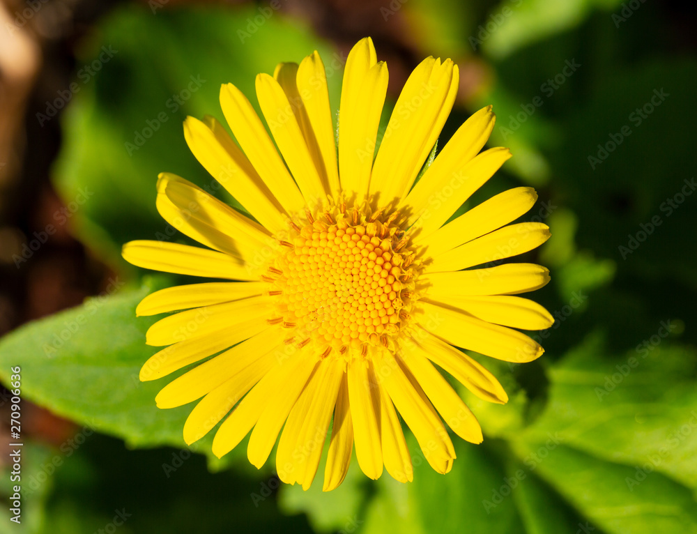 Blooming leopard's bane in May, Germany Blooming leopard's bane in May, Germany