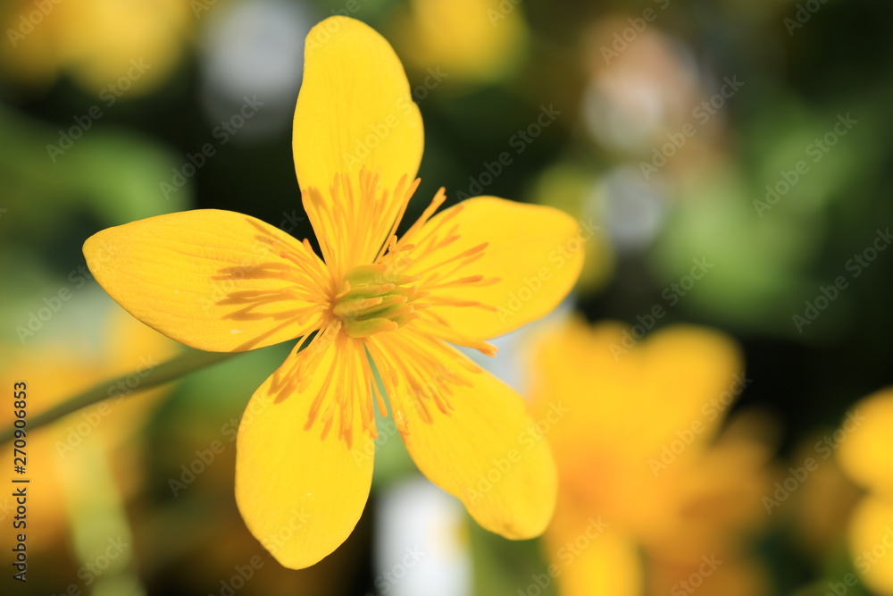 Fototapeta premium Beautiful blooming marsh primrose in June