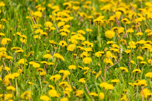 Yellow dandelion flowers on green grass as background