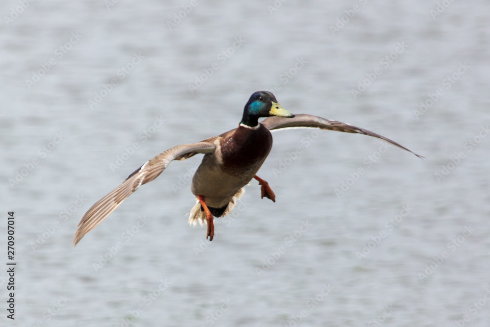 Obraz premium Duck in flight over the pond