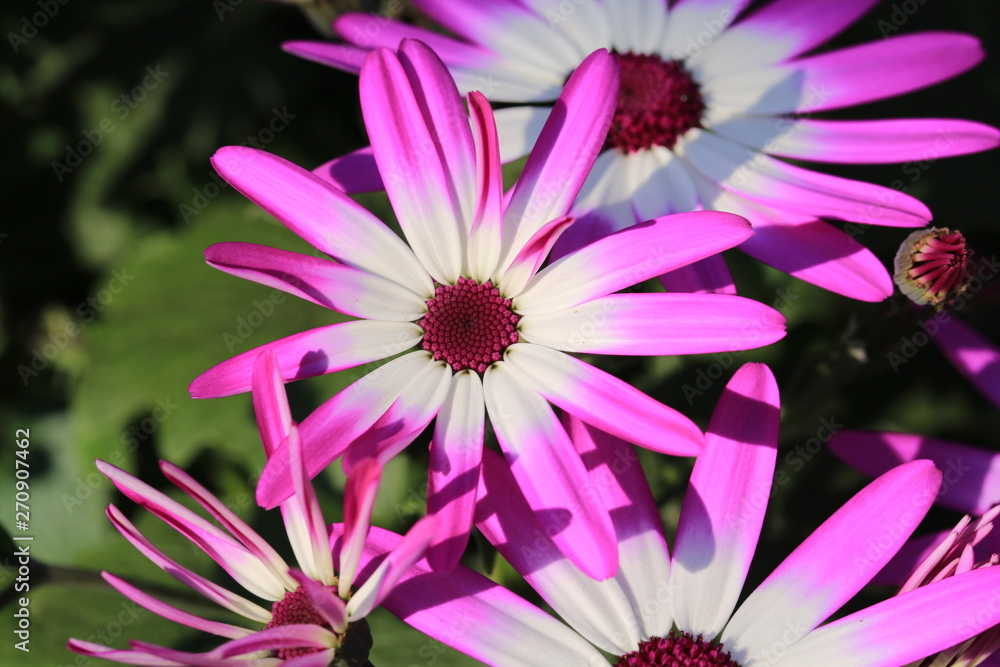 Beautiful blooming pericallis in June Beautiful blooming pericallis in June