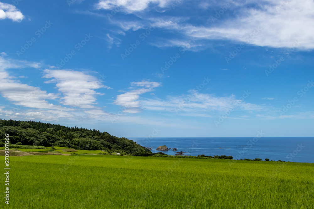 Fototapeta premium 海岸沿いの水田 8月