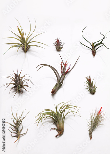 Tillandsia or air plant on white background 