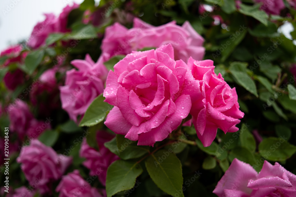 綺麗なピンク色の薔薇 綺麗なピンク色の薔薇