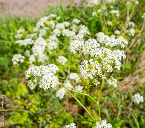 Blooming yarrow in May