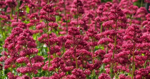  Centranthus ruber called red valerian photo