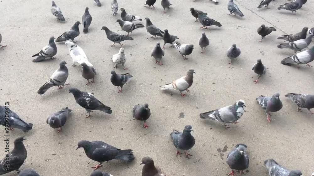 Group of hungry pigeons running and eating bread and seeds from the ground. Group of hungry pigeons running and eating bread and seeds from the ground.
