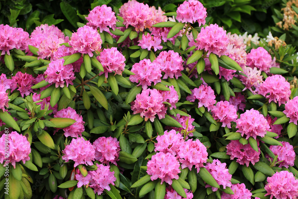 Blooming rhododendron in May, Germany