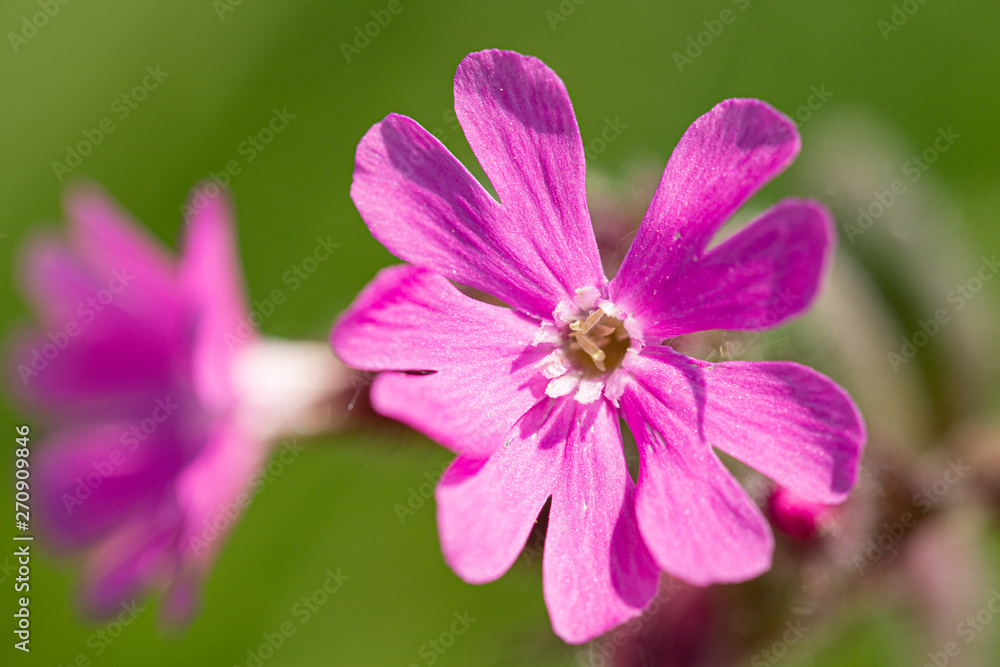 Blooming cuckoo flower in May, Germany Blooming cuckoo flower in May, Germany
