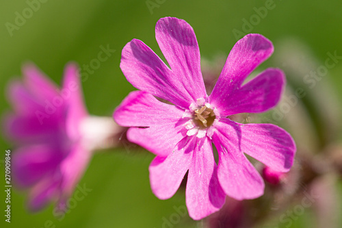 Blooming cuckoo flower in May, Germany