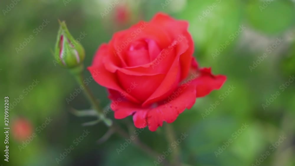 Beautiful scarlet red coral rose in summer in the garden close-up slow motion Beautiful scarlet red coral rose in summer in the garden close-up slow motion