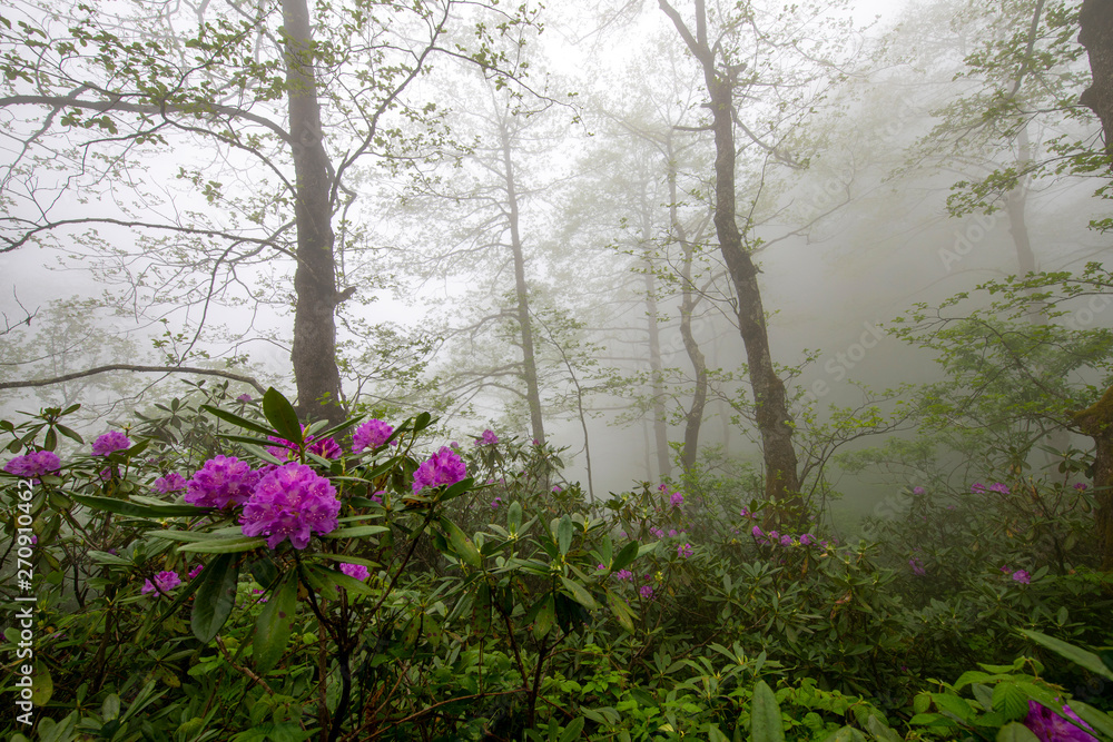 Obraz premium Spring ornament of the Black Sea Plateau, Rhododendrons