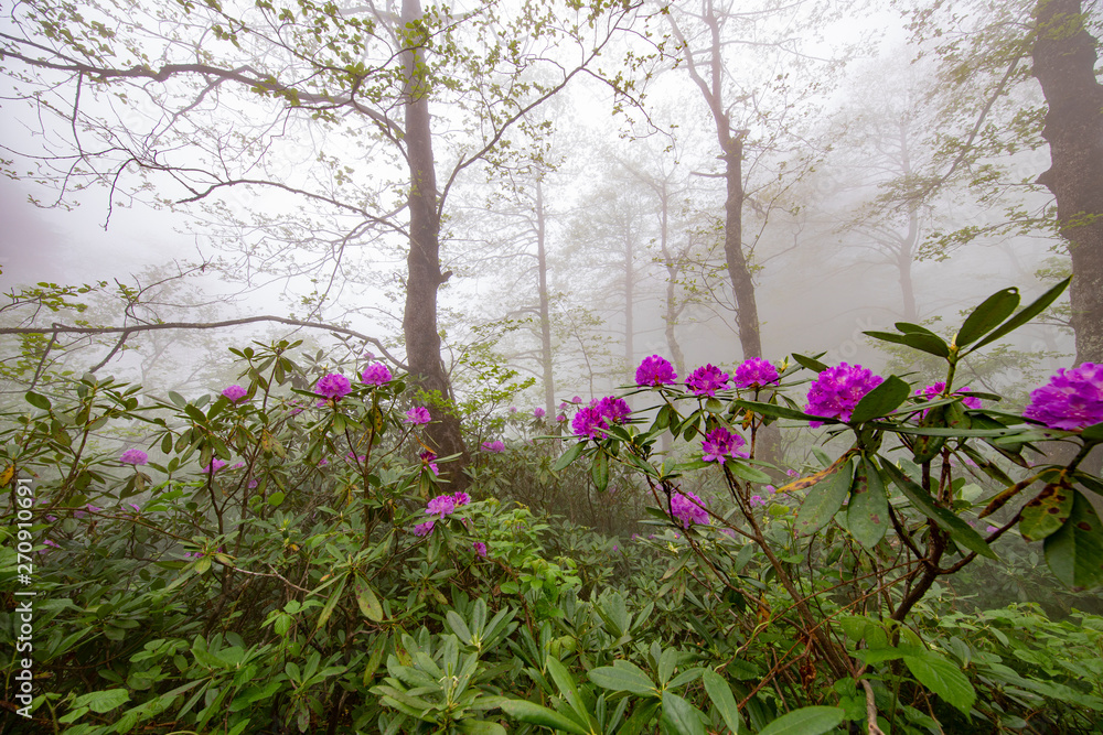 Fototapeta premium Spring ornament of the Black Sea Plateau, Rhododendrons