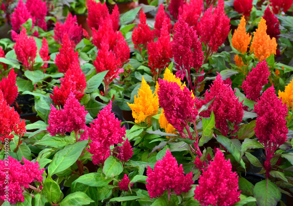 Colorful Celosia argentea flowers in the garden of Tenerife,Canary Islands, Spain. Blooming Cockscomb plants.Bright natural floral background.Selective focus. Colorful Celosia argentea flowers in the garden of Tenerife,Canary Islands, Spain. Blooming Cockscomb plants.Bright natural floral background.Selective focus.