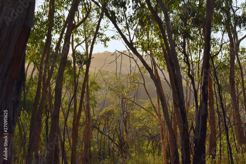 Dense Eucalyptus Forest at Belair-Nationalpark, Adelaide, South Australia, Australia photo