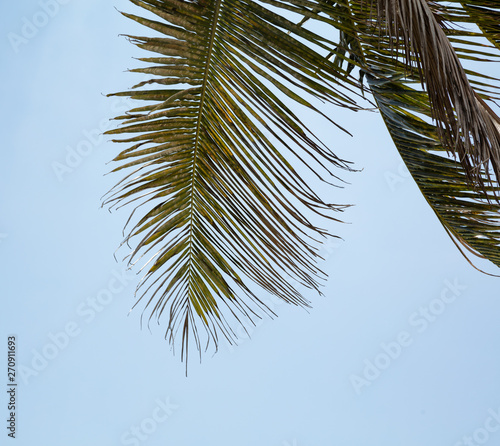 Fototapeta Naklejka Na Ścianę i Meble -  Coconut Palm Tree Against Sky