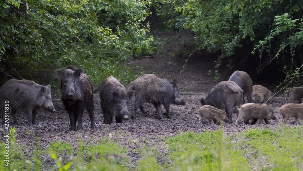 Wild hogs rooting Wild hogs rooting