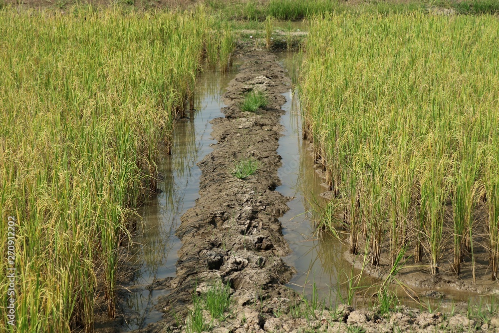 Rice field with reflection on the water. Planting rice and agriculture concept. Rice field with reflection on the water. Planting rice and agriculture concept.