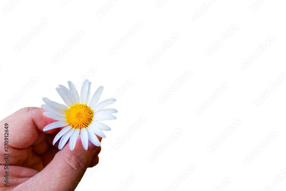 A hand is holding a daisy on a white background. Isolate. Close-up.