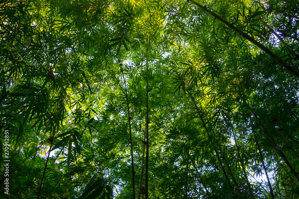 Obraz premium Looking up at green bamboo forest , Fresh summer atmosphere in bamboo forest.