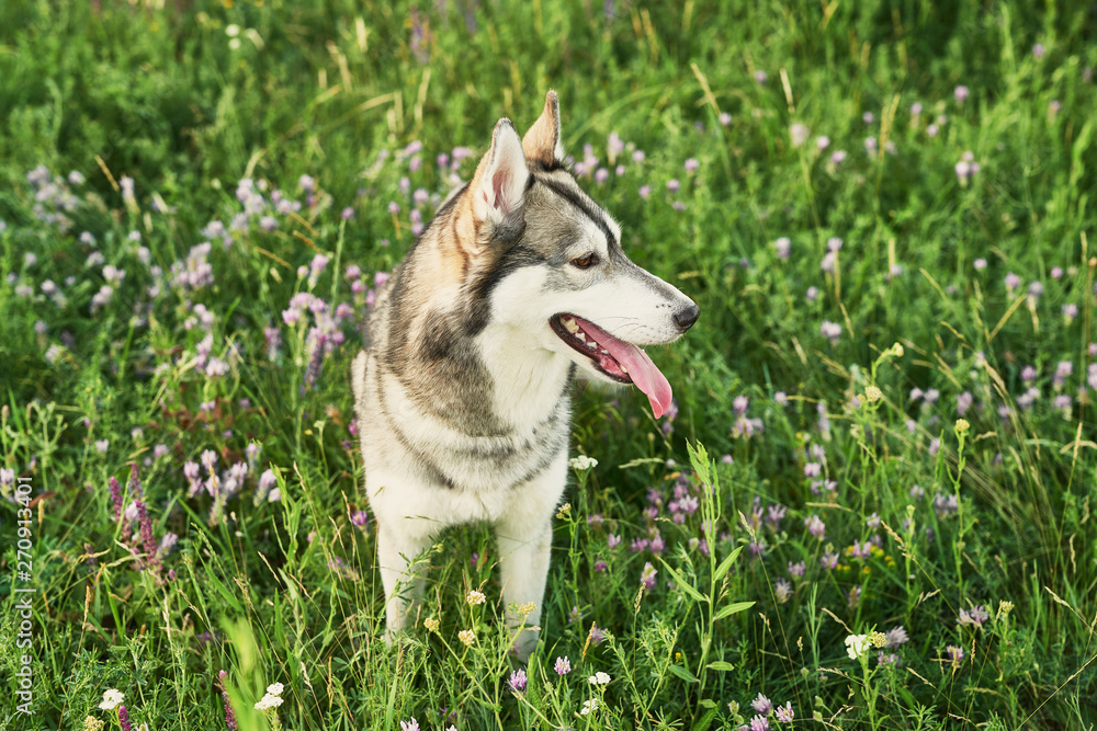 Siberian Husky dog ​​in field. Copy space. Husky in middle of green grass. Husky breeding.Greeting card for Animal Protection Day. Сoncept of  veterinary clinic and pet products. Zoo hotel. 