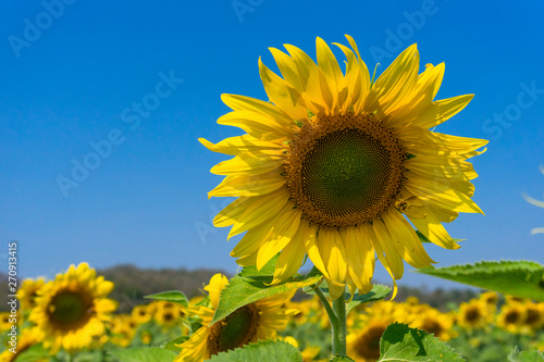 Close up of blooming sunflowers and blue sky.