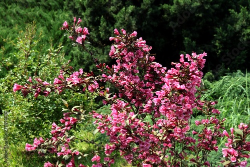 weigela bush with pink and red flowers