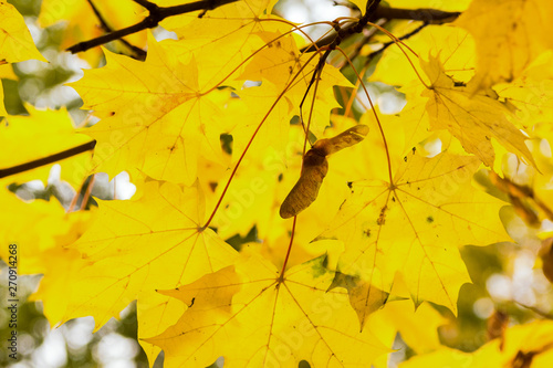 yellow leaves maple rayed sunny background close-up floral background autumn design