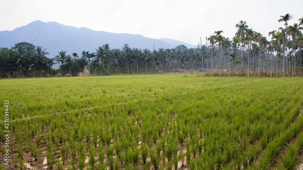 Obraz premium green fresh paddy field in the south of india with palm trees in the background