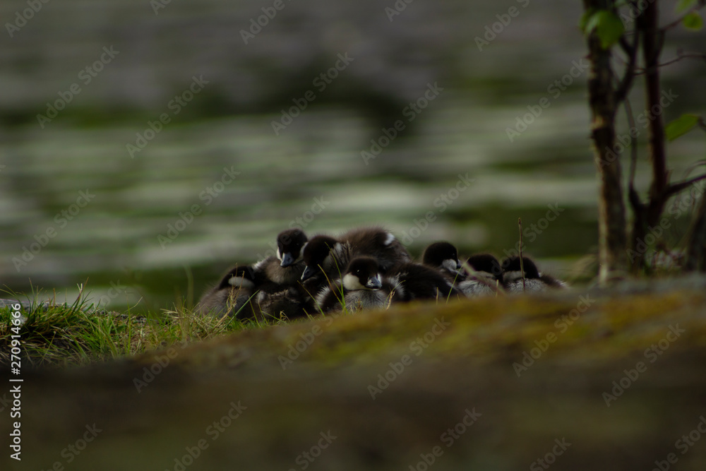 Common goldeneye chicks lie together in a pile with a blurry lake in the background Common goldeneye chicks lie together in a pile with a blurry lake in the background