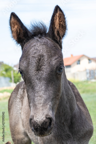 portrait of a horse © Spyrydon