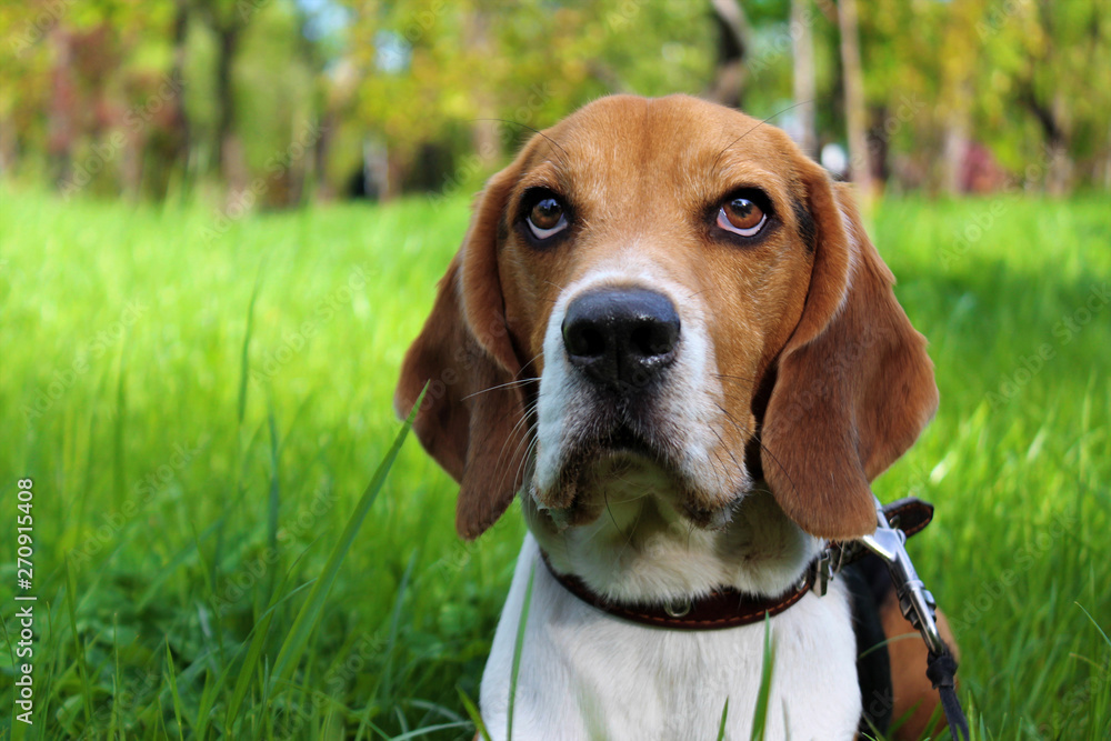 portrait of a beagle