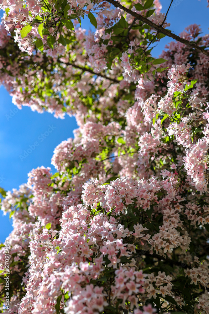blooming cherry tree in spring in Germany