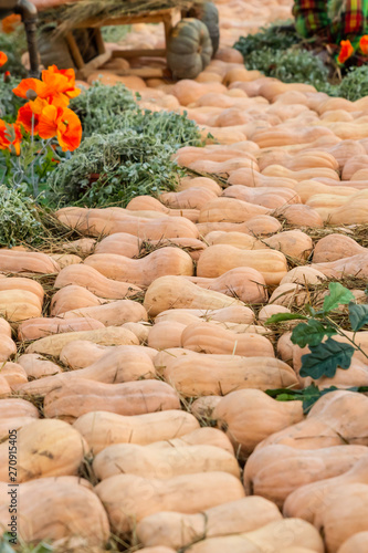 abstract background road country ozz pumpkin muscat among poppy flower orange yellow photo