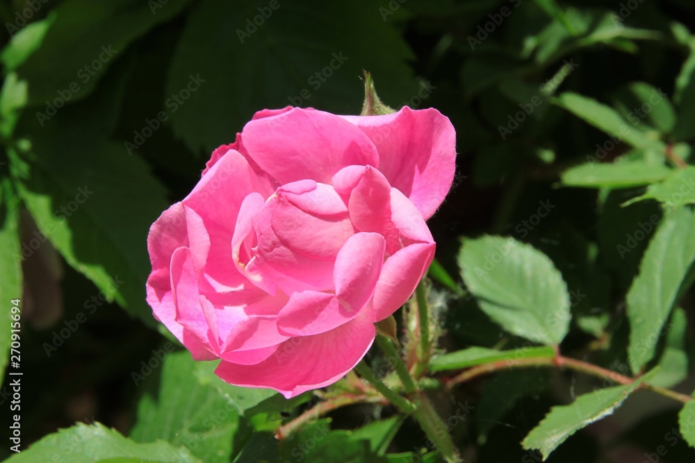 pretty pink rose close up