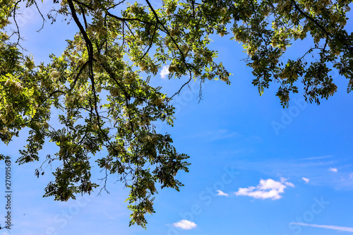 tree in the sky