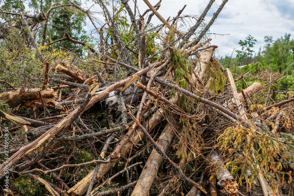 blockage old trees pine spruce chaotic pile cleaning the forest preparation for construction blockage old trees pine spruce chaotic pile cleaning the forest preparation for construction
