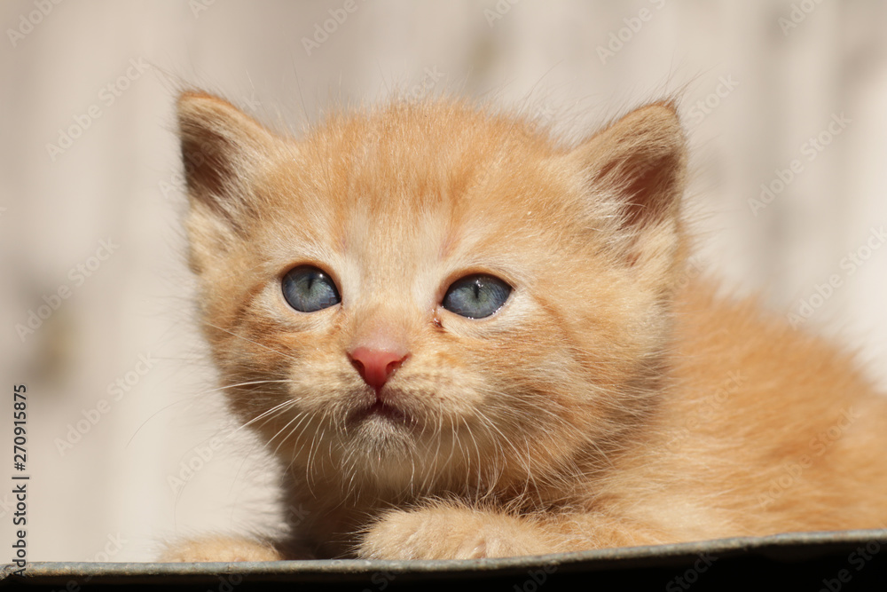 Portrait of a red kitten with blue eyes.
