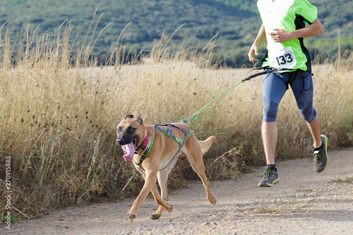 Dog and man taking part in a popular canicross race.. photo