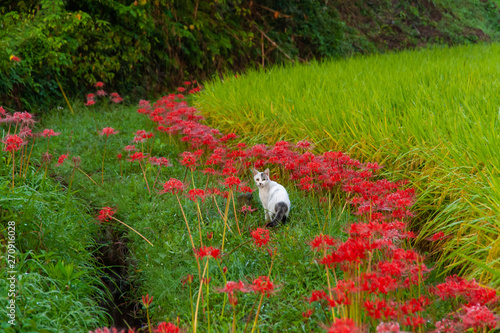 満開の彼岸花とこちらを見る猫