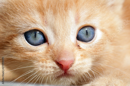Portrait of a red kitten with blue eyes.